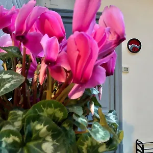 https://flat66.italymilanhotels.net